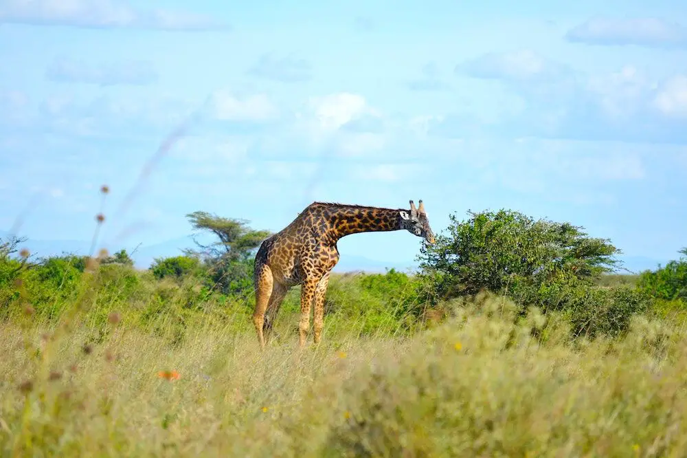 Giraffes seen on a safari
