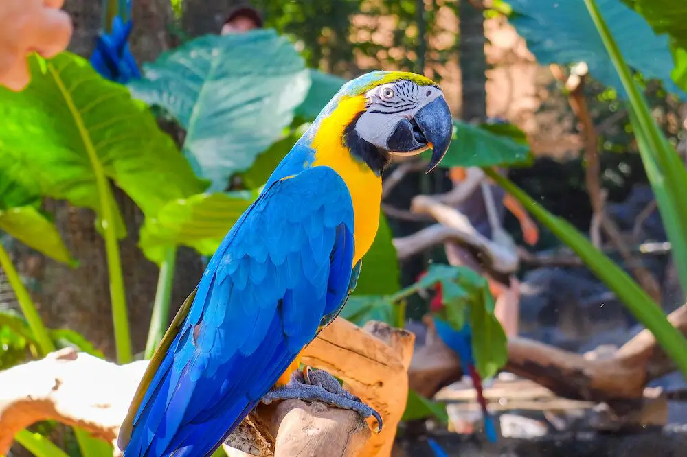 Blue-and-yellow macaw in Brazil